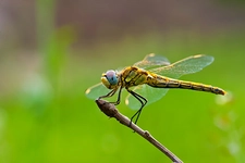 Yusufçuk Böceği Türleri ve Özellikleri