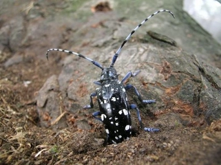 Teke Böceği Yaşam Döngüsü Teke Böceği Yaşam Döngüsü