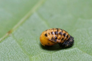 Süne Böceği Türleri ve Özellikleri Süne Böceği Türleri ve Özellikleri