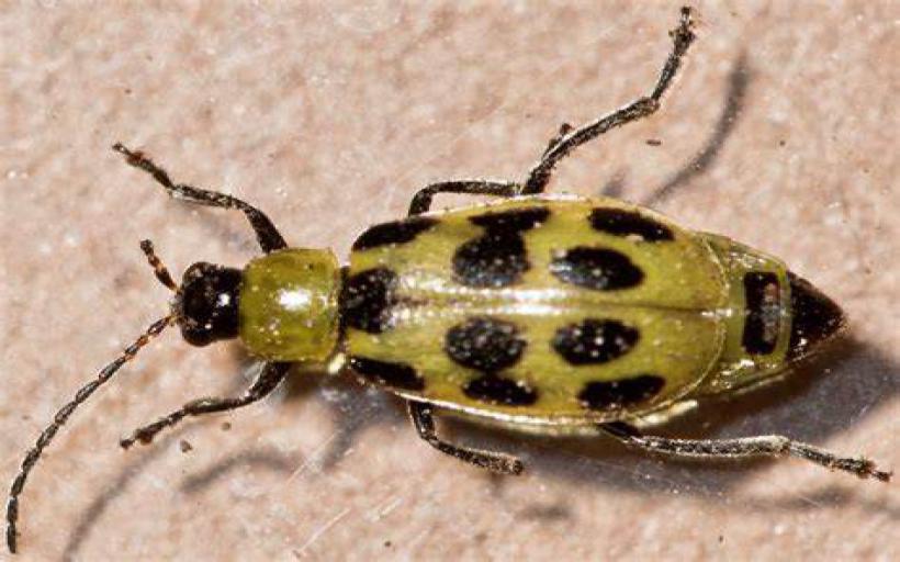 Benekli Böcek Türleri ve Özellikleri