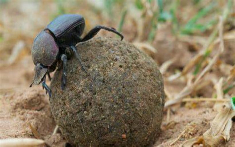 Bok Böceği Uçabilir mi?