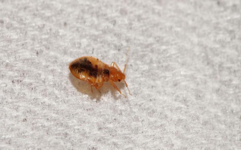Evdeki küçük sarı böcekler nelerdir ve nasıl yok edilir?