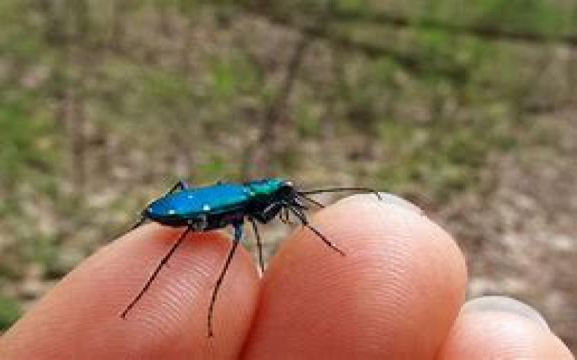Faydalı Böcek Türleri ve Özellikleri