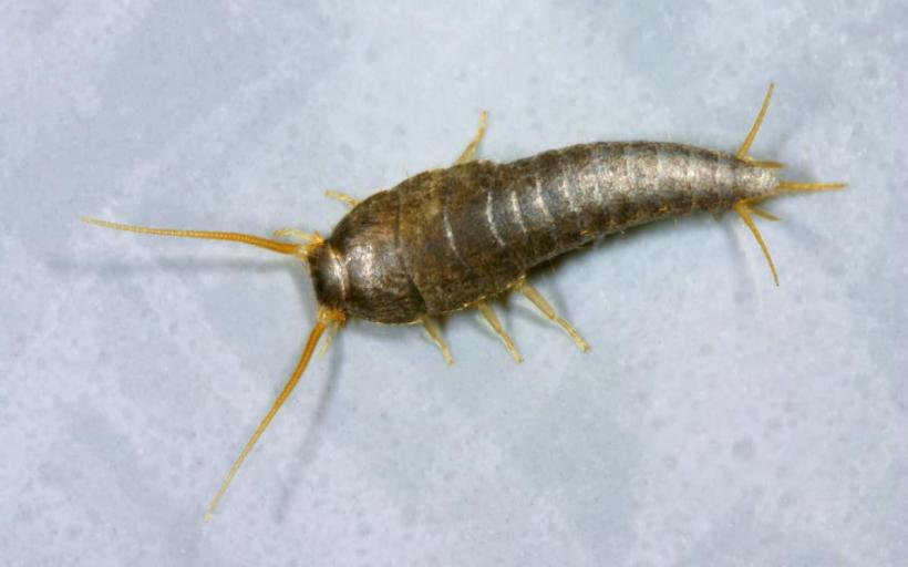 Gümüşçün Böceği Isırır mı?