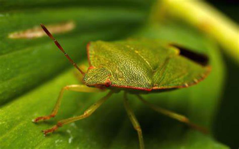 Osuruk Böceği Zararlı mı?