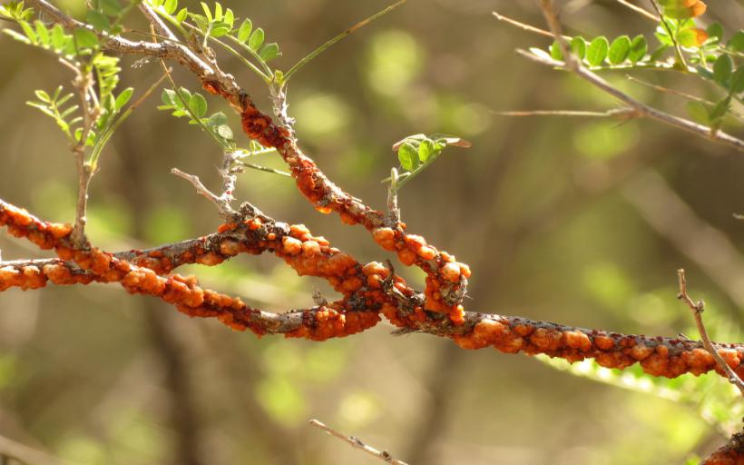 Şellak Böceği Nasıl Görünür, Bir Resmi Var mı?